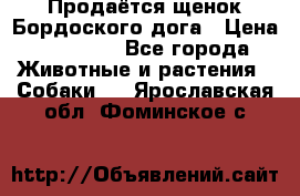 Продаётся щенок Бордоского дога › Цена ­ 37 000 - Все города Животные и растения » Собаки   . Ярославская обл.,Фоминское с.